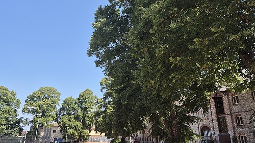 image of park in summer