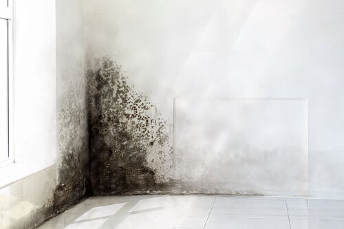 Damp and mould