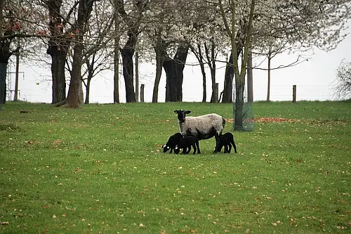 Sheep