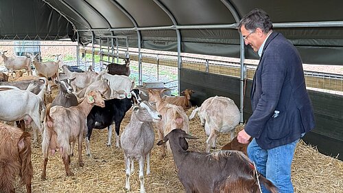 Martin with some goats