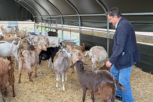 Martin with some goats