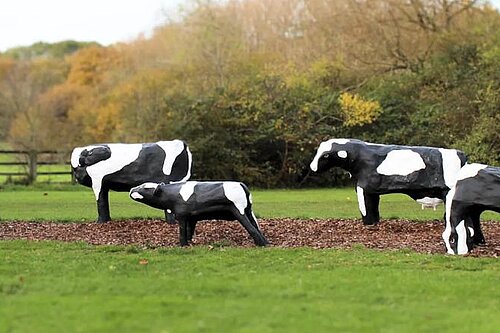 CONCRETE COWS
