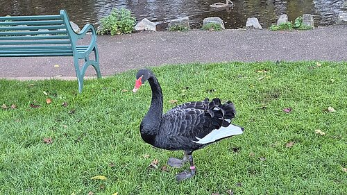 image of black swan