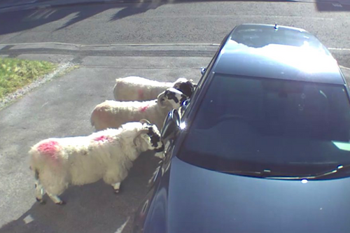 Sheep at a car