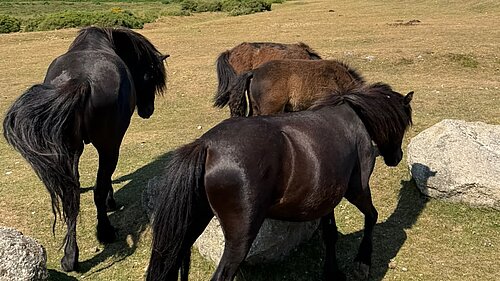 image of dartmoor ponies