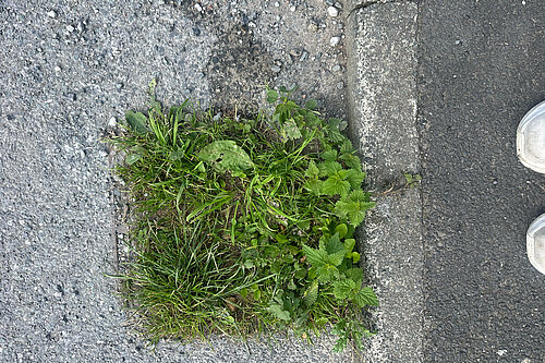 A gulley overgrown with grass